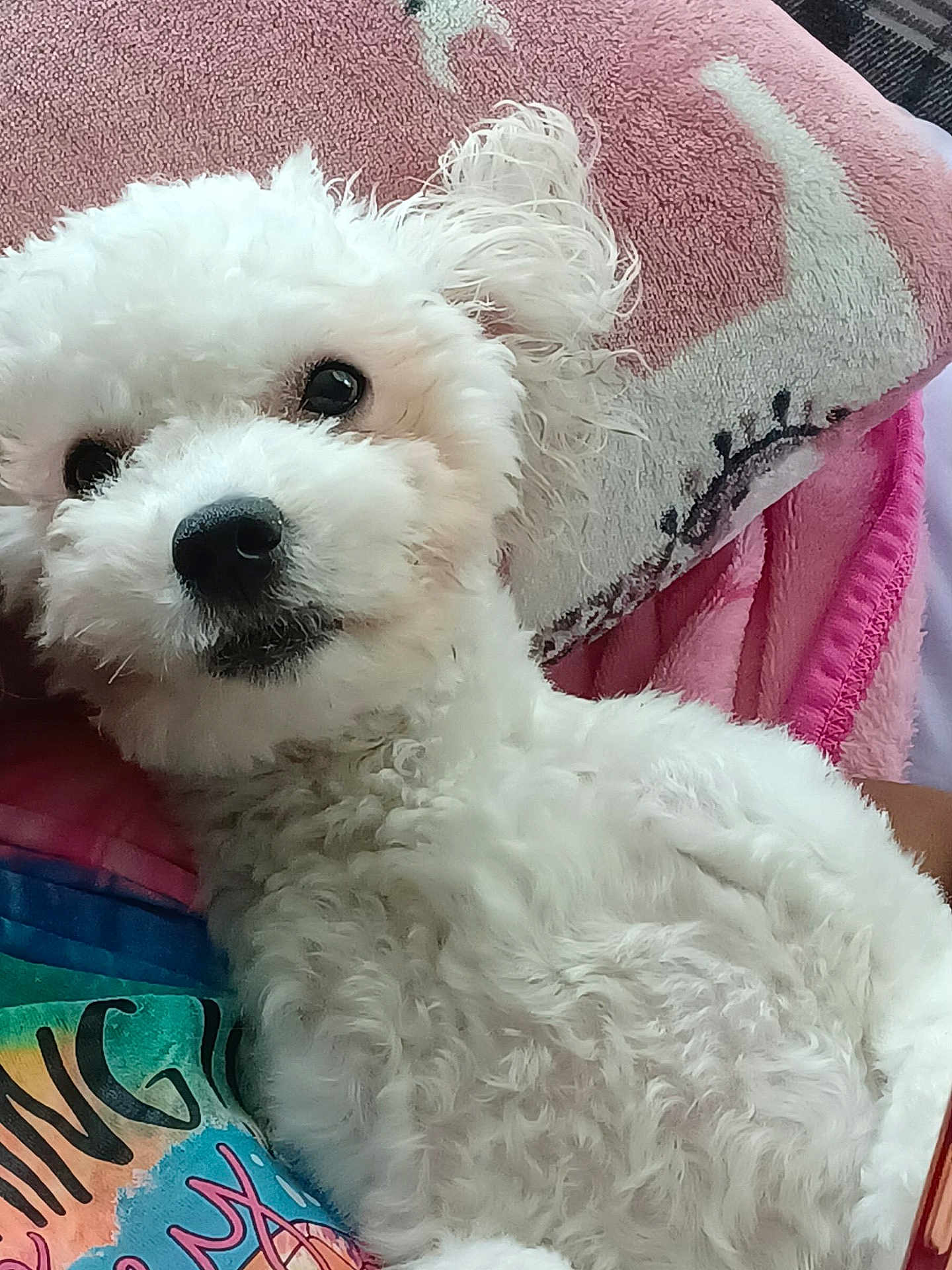 Princess is registered to the contest to win money with this photo: dog, white_dog, fluffy, pet, cute, cozy, blanket, pillow, indoor, closeup, fur, animal, companion, resting, soft, cute_pet, portrait, small_dog, curious, domestic_animal