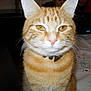 Roucky participe au concours pour gagner de l'argent avec cette photo :