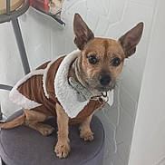 Tango participe au concours pour gagner de l'argent avec cette photo : dog, small_dog, brown_coat, sherpa_jacket, bow_tie, pet_clothing, indoor, stool, gray_stool, curious_look, ears_up, short_fur, seated, pet, domestic_animal, white_wall, metal_chair, furniture, portrait, closeup