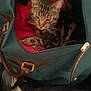 Tino participe au concours pour gagner de l'argent avec cette photo :
