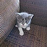 kitten, cat, gray_cat, white_paws, couch, furniture, indoor, pet, small_animal, cute, young_cat, animal, furry, sitting, curious, blue_eyes, cozy, texture, striped_couch, household