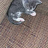 kitten, cat, pet, sleeping, couch, furniture, fur, cute, small, gray, white, paw, indoor, cozy, resting, animal, young, domestic, soft, texture