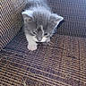 kitten, cat, feline, pet, couch, furniture, indoor, texture, gray, white, small, cute, young, animal, whiskers, claws, exploring, sitting, cozy, home