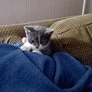 Storm is registered to the contest to win money with this photo: kitten, cat, blue_blanket, couch, indoor, pet, furniture, gray_cat, white_cat, cozy, cute, young_cat, resting, furry_pet, small_animal, home, soft_texture, relaxed, animal, domestic_cat