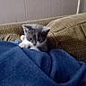 kitten, cat, blue_blanket, couch, indoor, pet, furniture, gray_cat, white_cat, cozy, cute, young_cat, resting, furry_pet, small_animal, home, soft_texture, relaxed, animal, domestic_cat