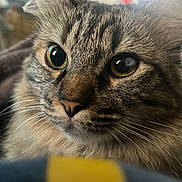 Minina is registered to the contest to win money with this photo: cat, tabby, close_up, animal, pet, whiskers, eyes, fur, face, blanket, indoor, curious, mammal, cozy, domestic_animal, portrait, cute, feline, soft, focused