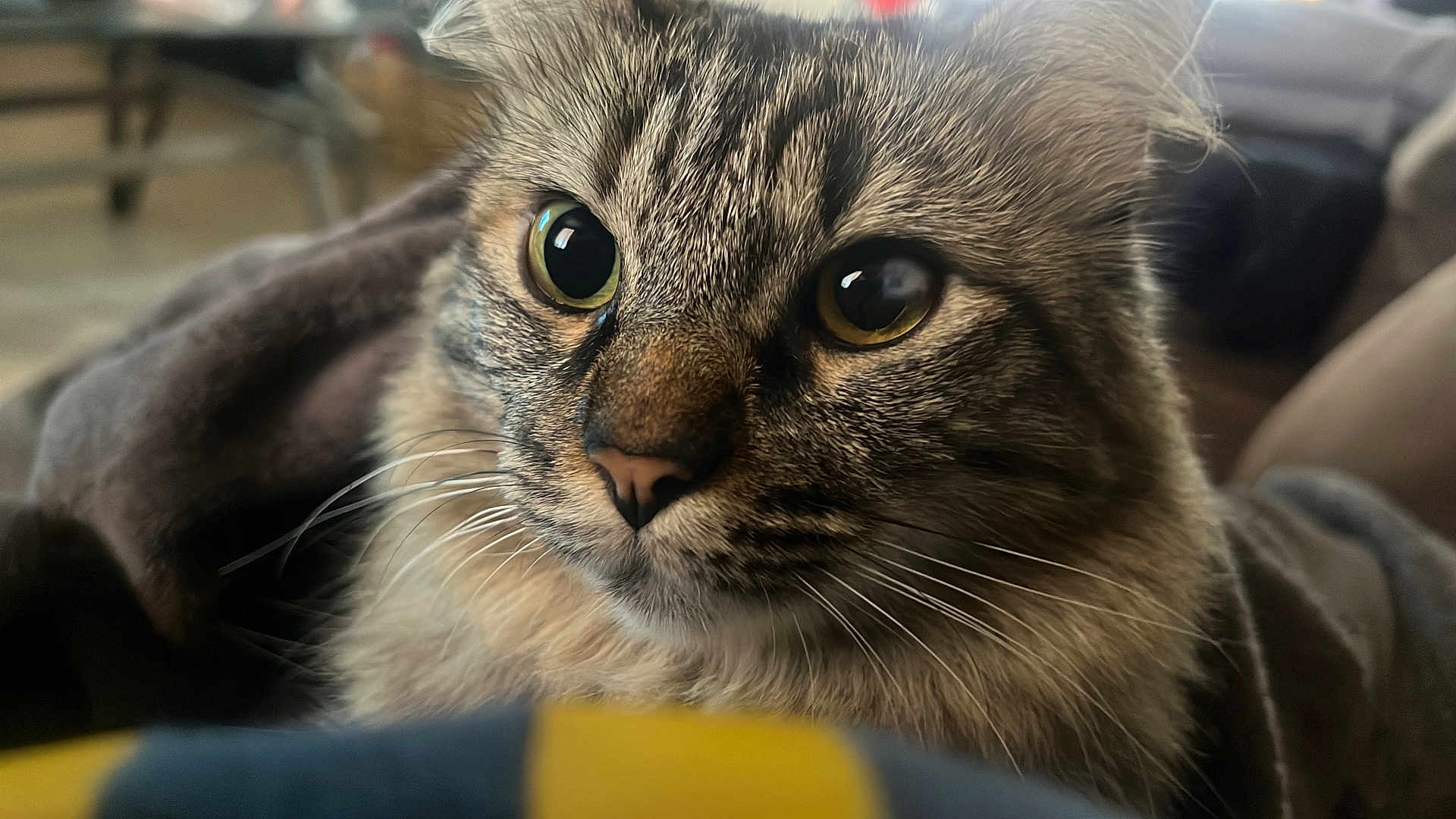 Minina is registered to the contest to win money with this photo: cat, tabby, close_up, animal, pet, whiskers, eyes, fur, face, blanket, indoor, curious, mammal, cozy, domestic_animal, portrait, cute, feline, soft, focused