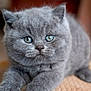 kitten, gray_fur, blue_eyes, cat, pet, cute, fluffy, animal, close_up, indoor, soft, whiskers, paws, young, mammal, feline, resting, portrait, domestic, adorable