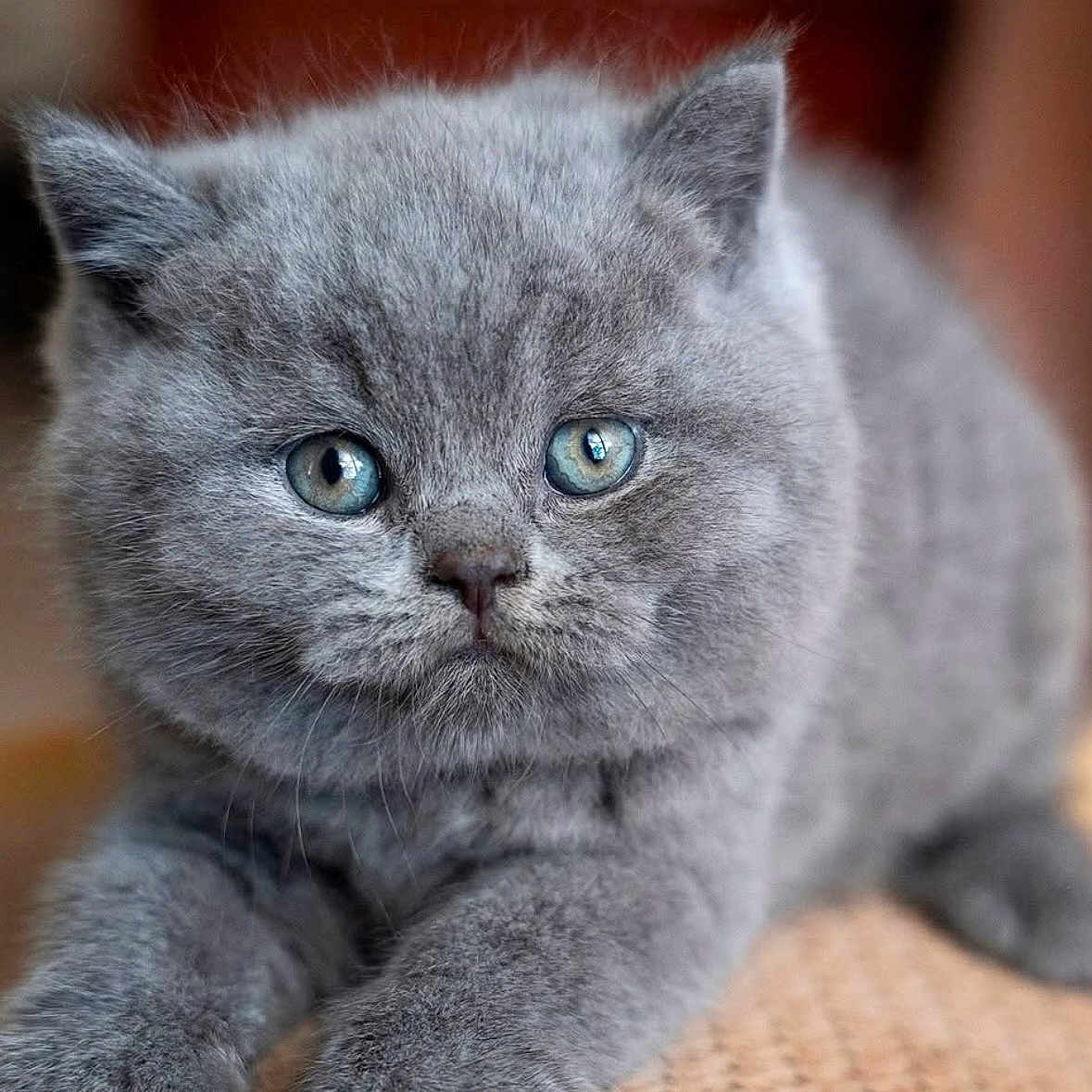 Agipsy a rejoint le concours — aidez-le/la à gagner de superbes lots ! adorable, animal, blue_eyes, cat, close_up, cute, domestic, feline, fluffy, gray_fur, indoor, kitten, mammal, paws, pet, portrait, resting, soft, whiskers, young