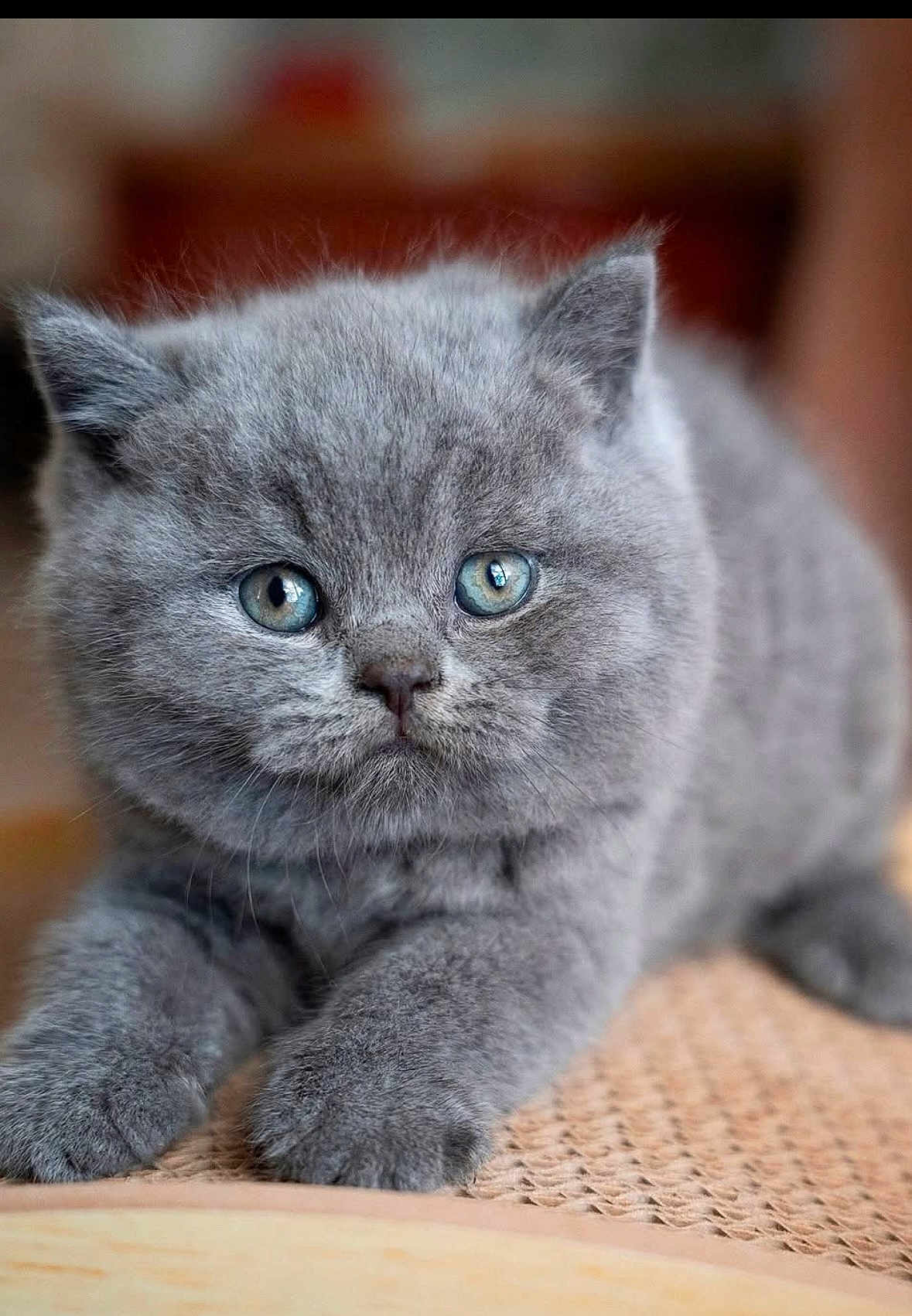 Agipsy a rejoint le concours — aidez-le/la à gagner de superbes lots ! kitten, gray_fur, blue_eyes, cat, pet, cute, fluffy, animal, close_up, indoor, soft, whiskers, paws, young, mammal, feline, resting, portrait, domestic, adorable