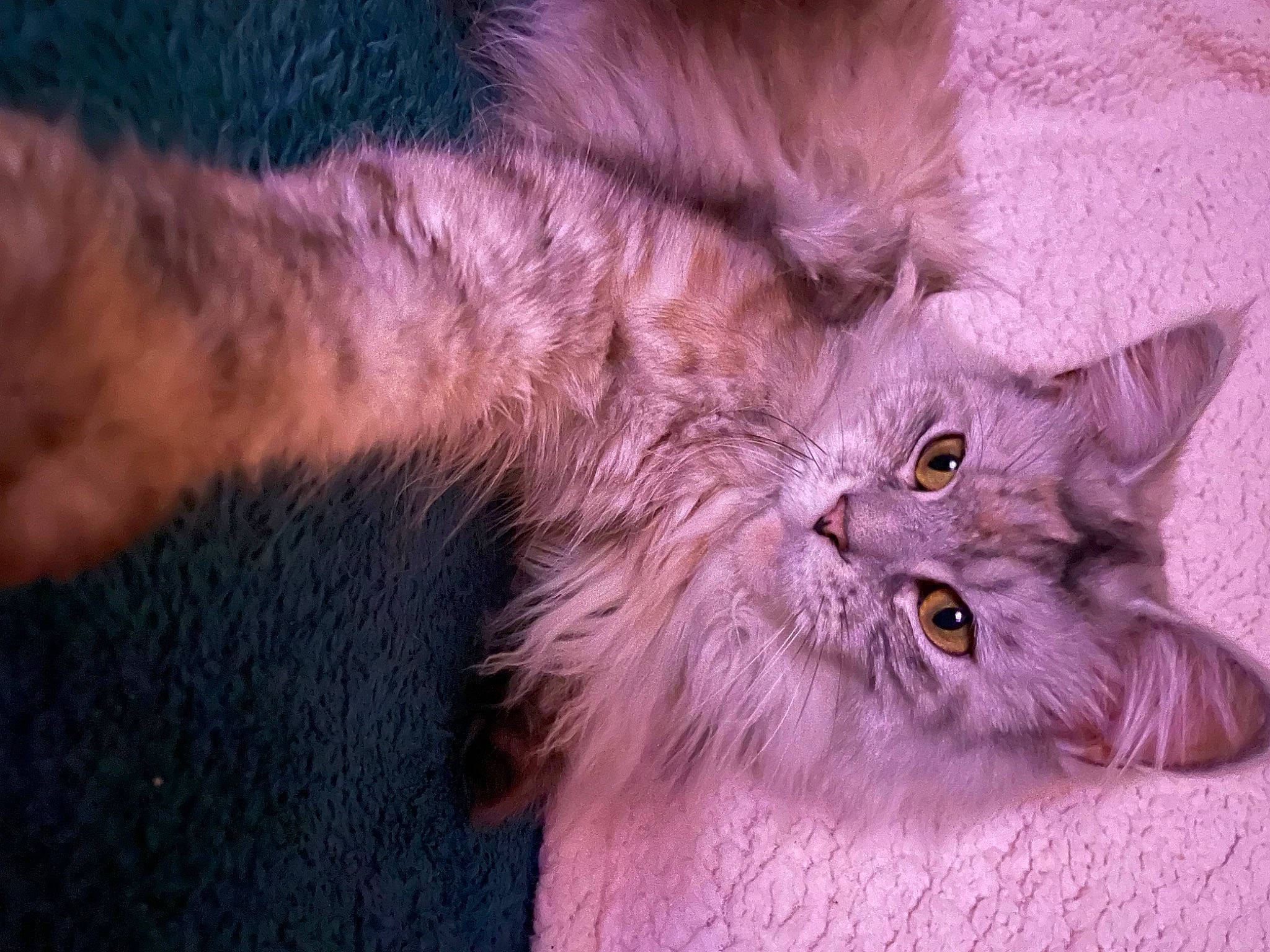 Shelby a rejoint le concours — aidez-le/la à gagner de superbes lots ! british_longhair, carnivore, cat, claw, close_up, felidae, fur, paw, persian, plant, small_to_medium_sized_cats, snout, tail, terrestrial_animal, whiskers