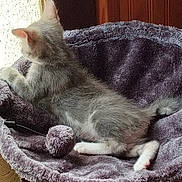 Zena a rejoint le concours — aidez-le/la à gagner de superbes lots ! abyssinian, animal, armchair, basket, bed, blanket, canine, cat, chair, couch, cradle, furniture, homedecor, kitten, linen, manx, person, pet, siamese, sleeping