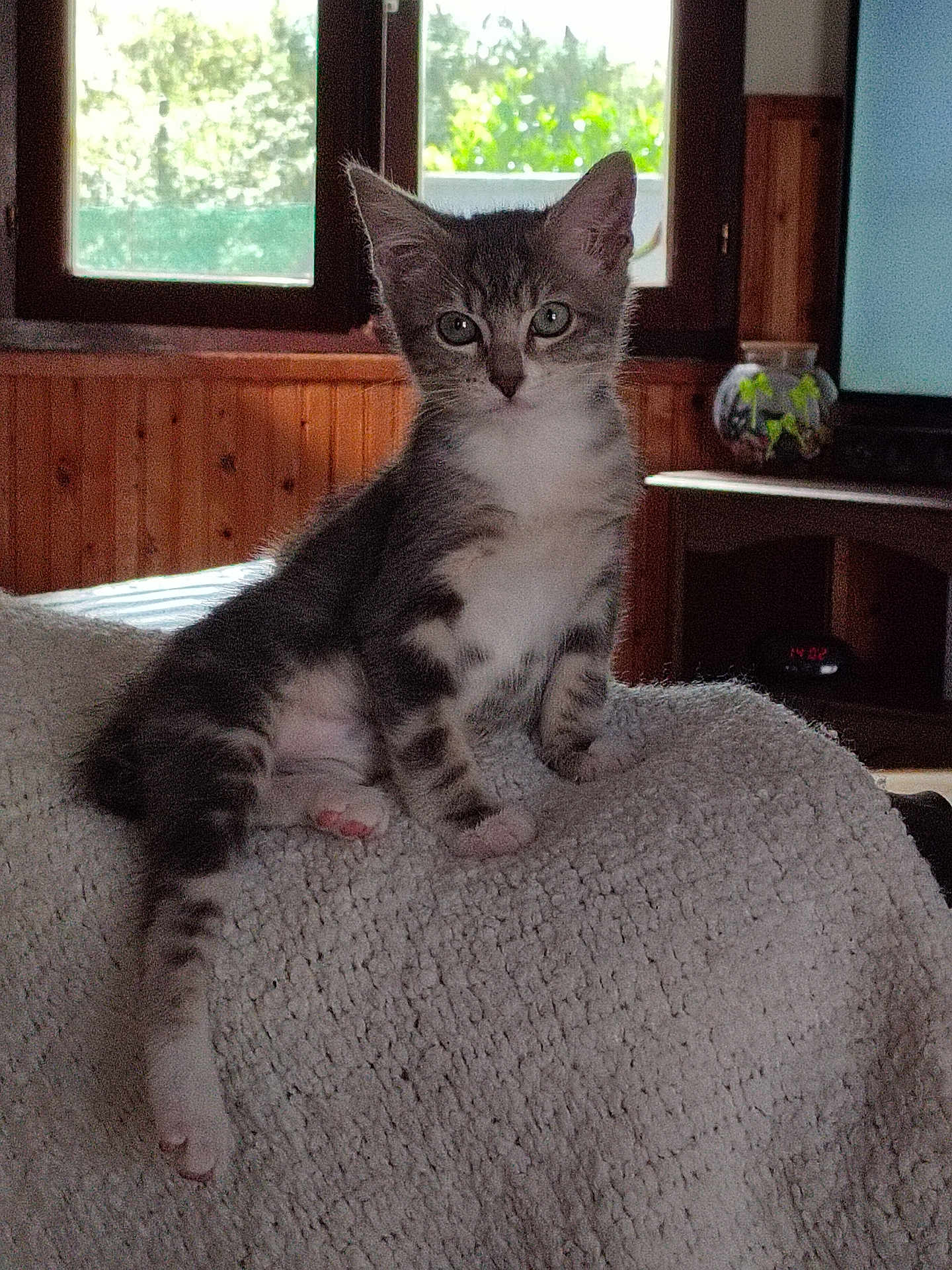 Zena