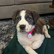 Pear is registered to the contest to win money with this photo: puppy, dog, pet, cute, animal, indoor, blanket, fur, collar, tag, brown, white, floor, carpet, sofa, home, young, relaxed, looking, lying
