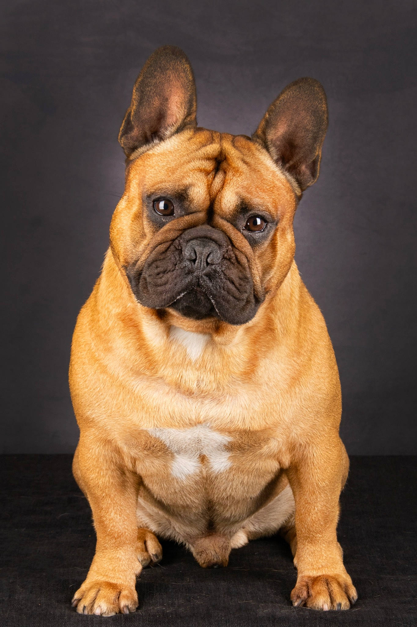 Pumba a rejoint le concours — aidez-le/la à gagner de superbes lots ! ancient_dog_breeds, art, bulldog, canidae, carnivore, companion_dog, dog, dog_breed, fawn, molosser, non_sporting_group, old_english_bulldog, snout, sporting_group, terrestrial_animal, toy_dog, whiskers, wrinkle