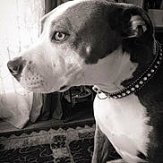 Zooey joined the competition — help win amazing prizes! dog, pet, indoor, black_and_white, collar, window, curtain, carpet, floor, furniture, portrait, animal, domestic_animal, side_profile, house, decor, calm, mammal, closeup, focused