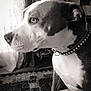 dog, pet, indoor, black_and_white, collar, window, curtain, carpet, floor, furniture, portrait, animal, domestic_animal, side_profile, house, decor, calm, mammal, closeup, focused