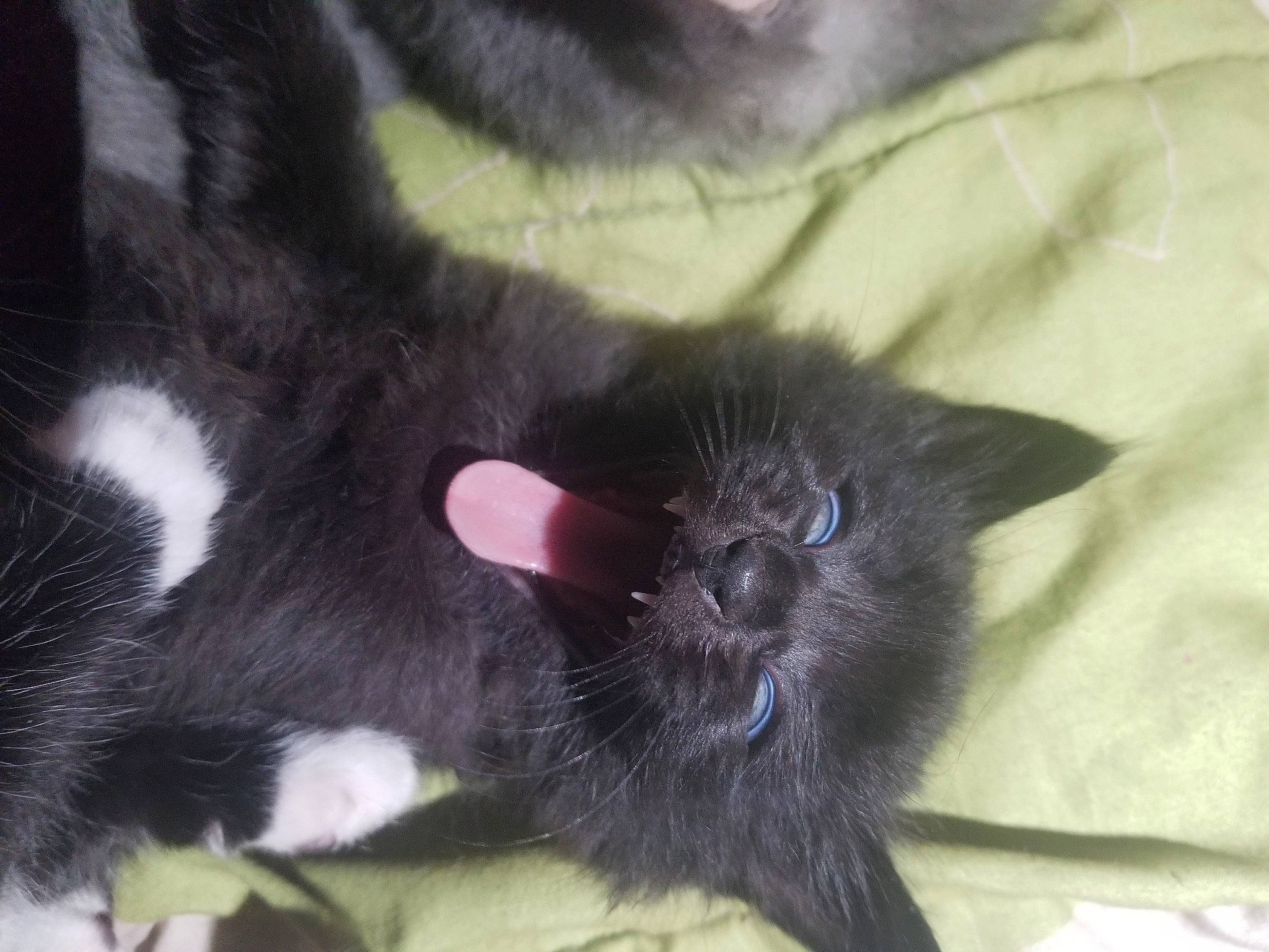 Bat Cat is registered to the contest to win money with this photo: black_cat, bombay, carnivore, cat, cat_supply, claw, comfort, domestic_short_haired_cat, fawn, felidae, fur, nap, paw, small_to_medium_sized_cats, snout, tail, terrestrial_animal, whiskers