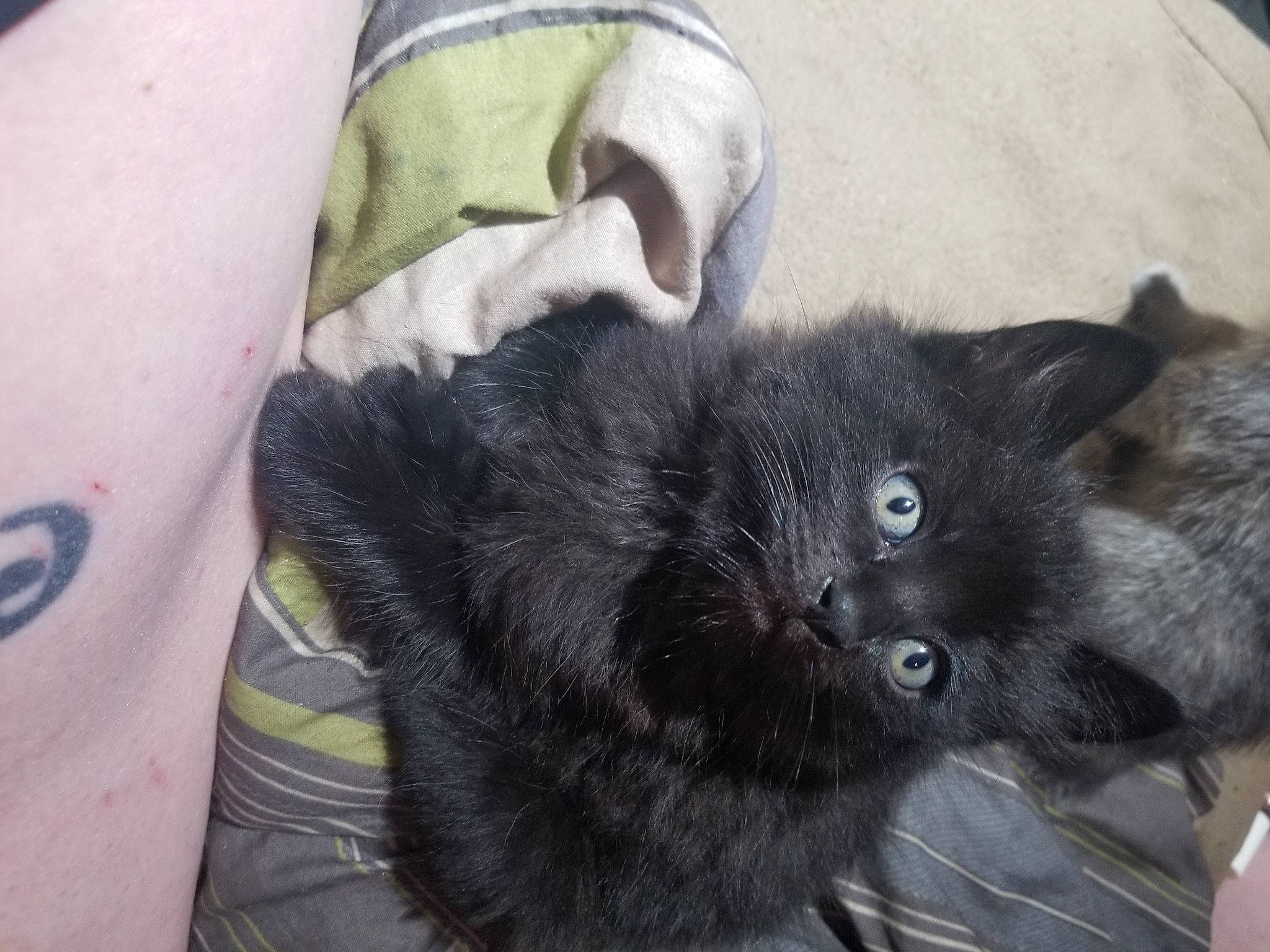 Bat Cat joined the competition — help win amazing prizes! black_cat, canidae, carnivore, cat, claw, comfort, dog_breed, domestic_short_haired_cat, ear, felidae, foot, fur, grey, mammal, paw, small_to_medium_sized_cats, snout, sporting_group, tail, whiskers