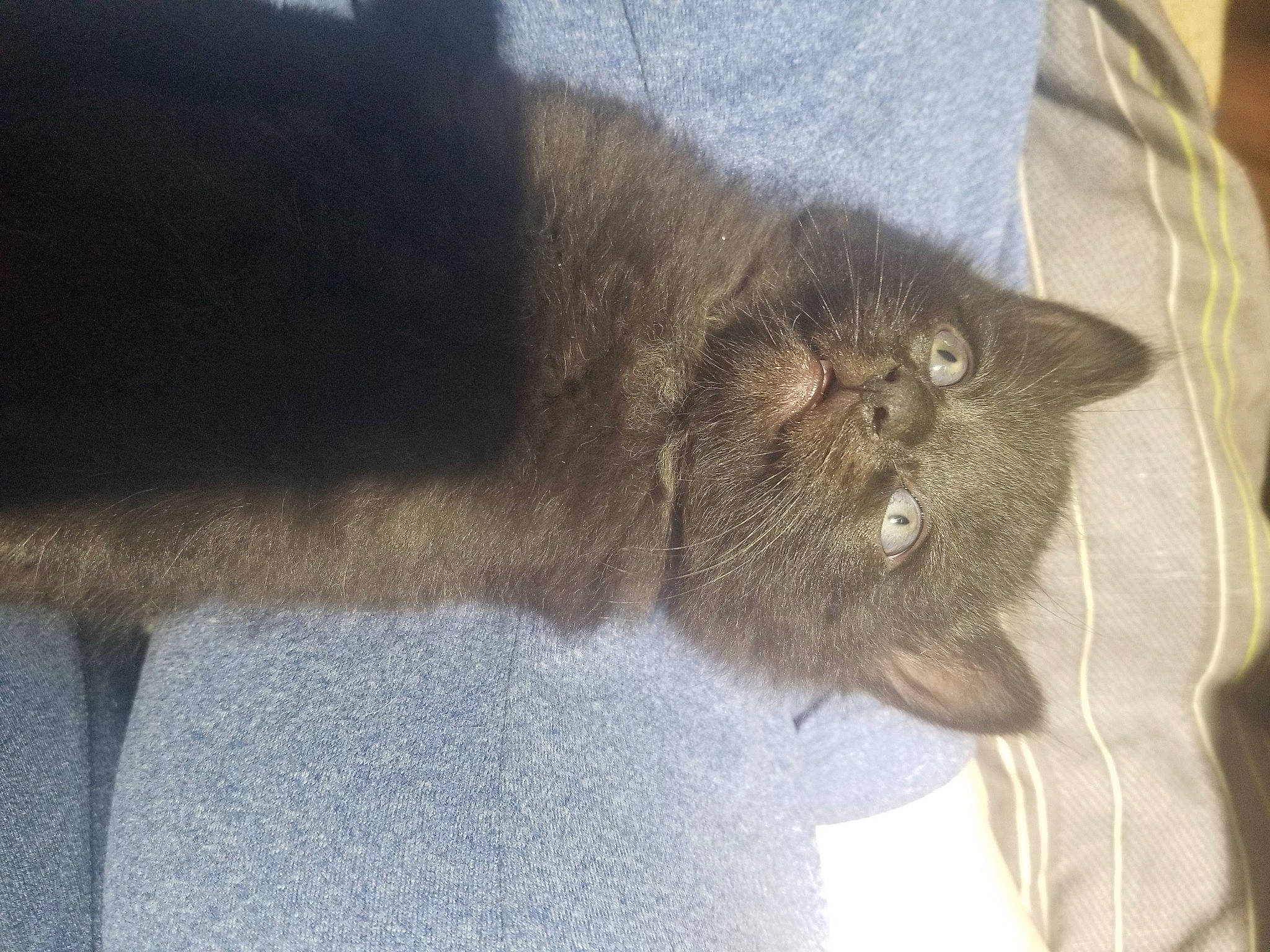 Bat Cat joined the competition — help win amazing prizes! carnivore, cat, claw, comfort, domestic_short_haired_cat, felidae, fur, grey, small_to_medium_sized_cats, tail, terrestrial_animal, whiskers