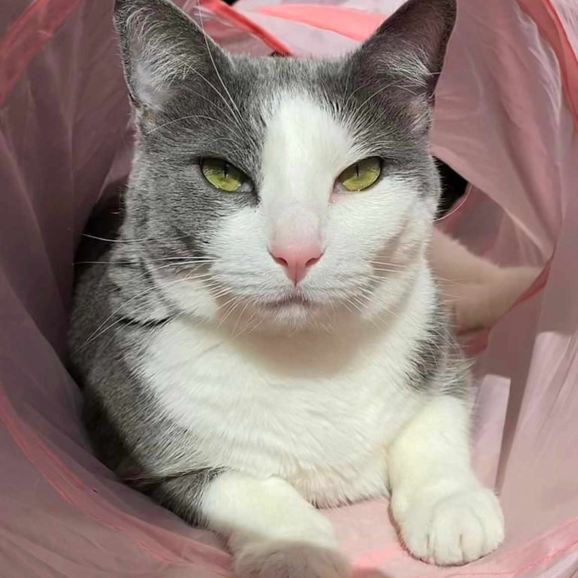 Luna is registered to the contest to win money with this photo: cat, gray_and_white, yellow_eyes, pink_tunnel, pet, animal, feline, indoor, relaxed, cute, whiskers, paws, portrait, resting, soft_light, close_up, fur, domestic_cat, alert, comfortable