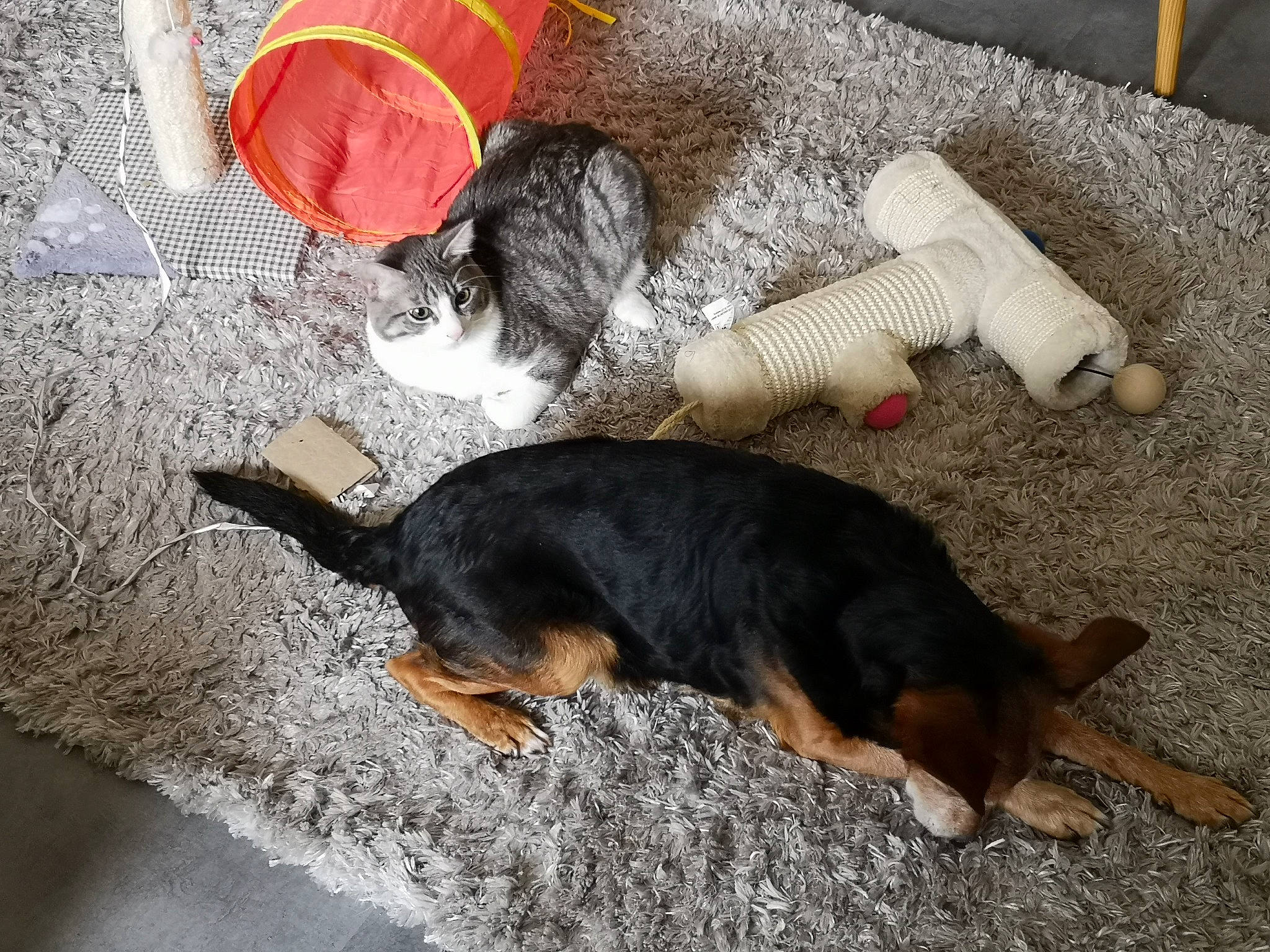 Cléo a rejoint le concours — aidez-le/la à gagner de superbes lots ! canidae, carnivore, comfort, companion_dog, dog, dog_breed, fawn, flooring, fur, guard_dog, human_leg, mammal, paw, snout, sporting_group, tail, vertebrate, wood, working_animal, working_dog