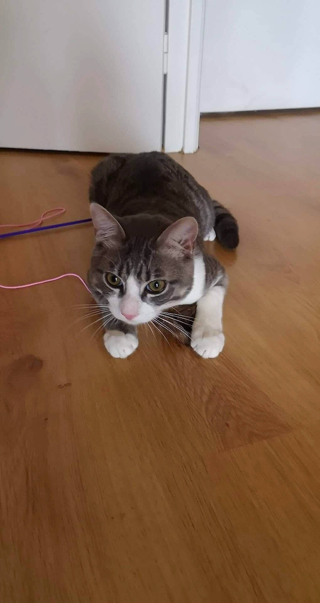 Cléo participe au concours pour gagner de l'argent avec cette photo : carnivore, cat, comfort, domestic_short_haired_cat, felidae, floor, flooring, foot, fur, hardwood, laminate_flooring, plywood, small_to_medium_sized_cats, snout, tail, varnish, whiskers, wood, wood_flooring, wood_stain