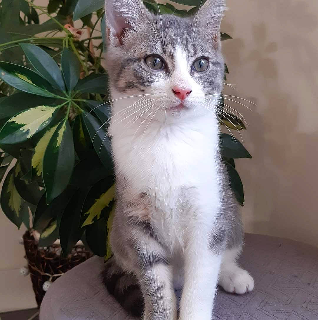 Cléo participe au concours pour gagner de l'argent avec cette photo : carnivore, cat, claw, domestic_short_haired_cat, fawn, felidae, flowerpot, foot, fur, groundcover, houseplant, paw, plant, small_to_medium_sized_cats, snout, tail, terrestrial_animal, terrestrial_plant, whiskers, window