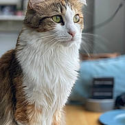 Chanceley is registered to the contest to win money with this photo: animal_portrait, background_blur, brown_white_fur, calm, cat, closeup, domestic_animal, domestic_cat, feline, fluffy_fur, green_eyes, indoor, looking_away, natural_light, pet, portrait, side_view, soft_texture, table, whiskers