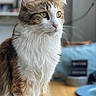 animal_portrait, background_blur, brown_white_fur, calm, cat, closeup, domestic_animal, domestic_cat, feline, fluffy_fur, green_eyes, indoor, looking_away, natural_light, pet, portrait, side_view, soft_texture, table, whiskers