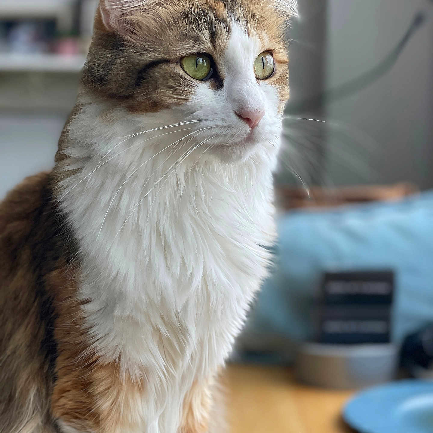 Chanceley is registered to the contest to win money with this photo: animal_portrait, background_blur, brown_white_fur, calm, cat, closeup, domestic_animal, domestic_cat, feline, fluffy_fur, green_eyes, indoor, looking_away, natural_light, pet, portrait, side_view, soft_texture, table, whiskers