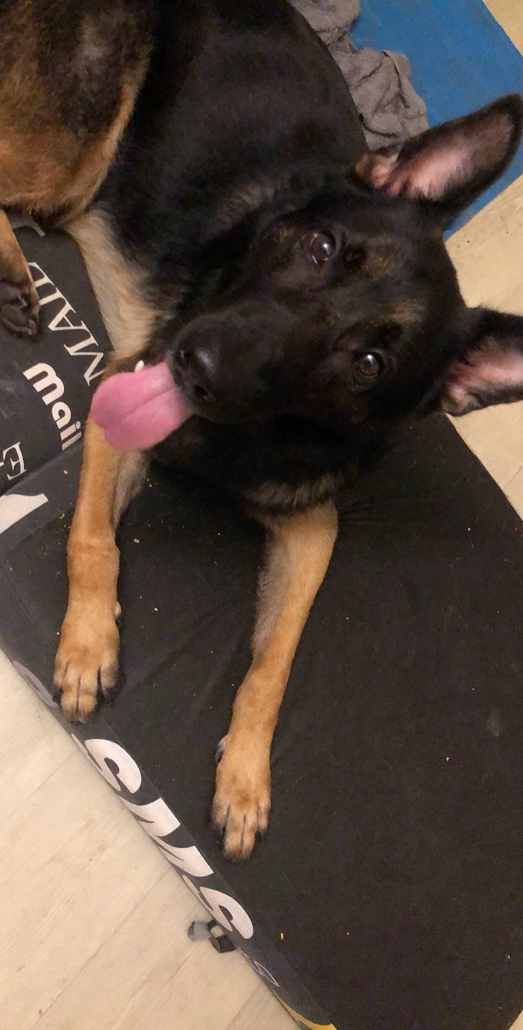 Ninja a rejoint le concours — aidez-le/la à gagner de superbes lots ! canidae, carnivore, dog, dog_breed, fawn, german_shepherd_dog, king_shepherd, mammal, puppy, snout, sporting_group, vertebrate