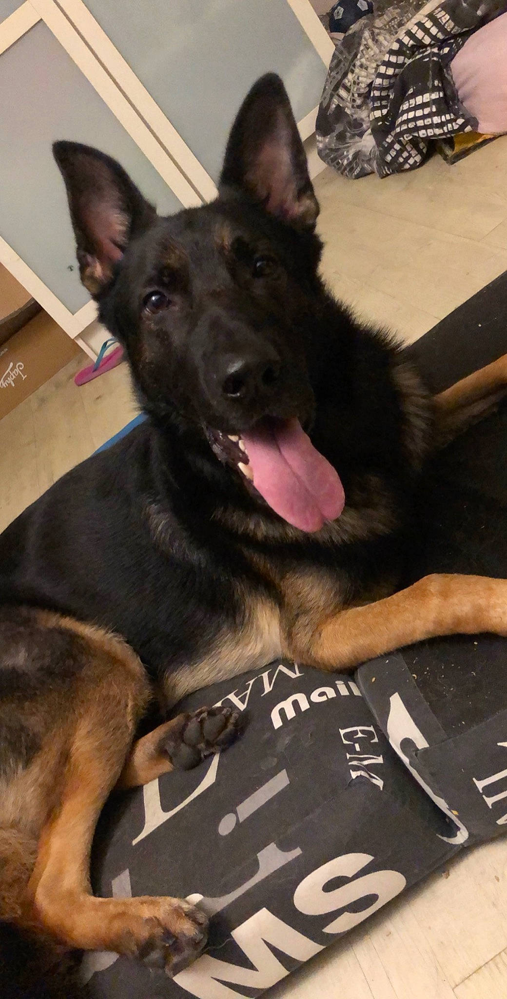 Ninja a rejoint le concours — aidez-le/la à gagner de superbes lots ! australian_kelpie, belgian_shepherd_malinois, canidae, carnivore, dog, dog_breed, east_european_shepherd, formosan_mountain_dog, german_shepherd_dog, king_shepherd, mammal, police_dog, rare_breed_dog, snout, vertebrate