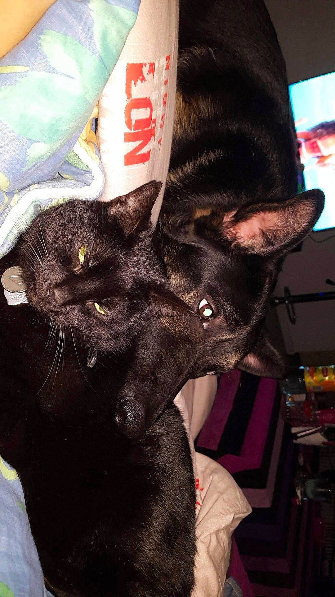 Ninja participe au concours pour gagner de l'argent avec cette photo : asian, black_cat, bombay, canidae, carnivore, cat, dog_breed, ear, felidae, fur, oriental_shorthair, small_to_medium_sized_cats, snout, whiskers