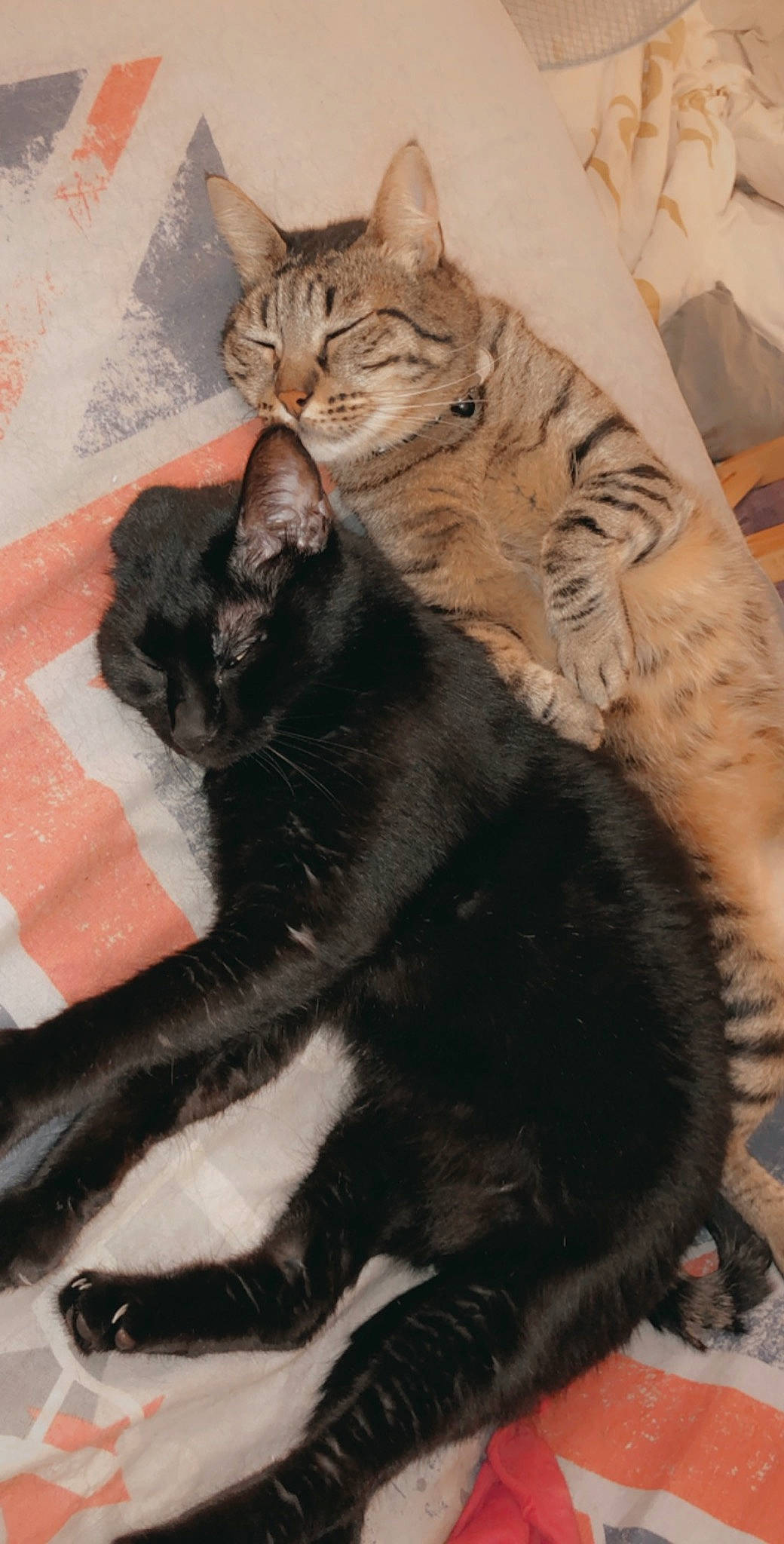 Gucci participe au concours pour gagner de l'argent avec cette photo : american_shorthair, asian, black_cat, carnivore, cat, claw, domestic_short_haired_cat, dragon_li, european_shorthair, felidae, fur, german_rex, kitten, mammal, oriental_longhair, paw, small_to_medium_sized_cats, tail, vertebrate, whiskers