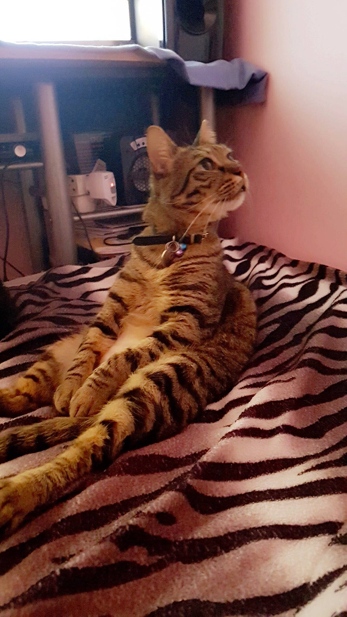 Gucci a rejoint le concours — aidez-le/la à gagner de superbes lots ! american_shorthair, asian, bengal, california_spangled, carnivore, cat, dragon_li, egyptian_mau, european_shorthair, felidae, kitten, mammal, ocicat, pixie_bob, small_to_medium_sized_cats, sokoke, tabby_cat, toyger, vertebrate, whiskers