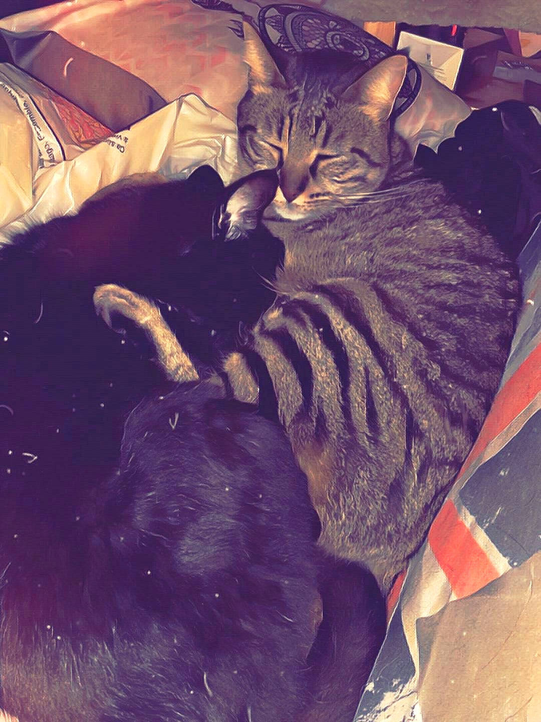 Gucci a rejoint le concours — aidez-le/la à gagner de superbes lots ! carnivore, cat, domestic_short_haired_cat, european_shorthair, felidae, fur, kitten, nap, sky, sleep, small_to_medium_sized_cats, square, tabby_cat, tail, whiskers