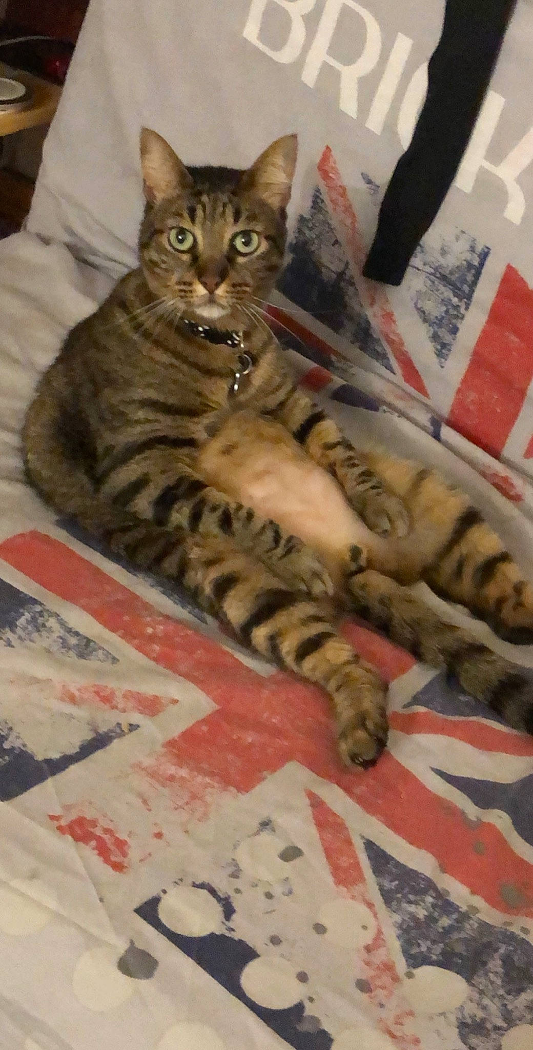 Gucci a rejoint le concours — aidez-le/la à gagner de superbes lots ! american_shorthair, arabian_mau, asian, bengal, california_spangled, carnivore, cat, domestic_short_haired_cat, dragon_li, european_shorthair, felidae, kitten, mammal, pixie_bob, small_to_medium_sized_cats, tabby_cat, toyger, vertebrate, whiskers, wild_cat