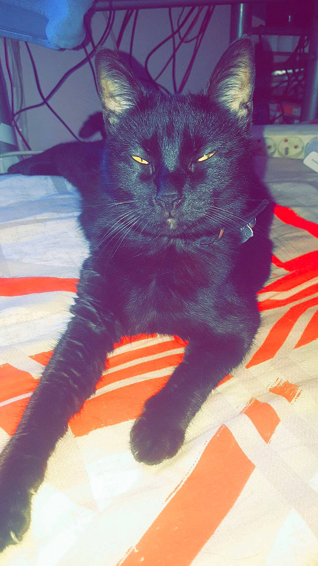 Night participe au concours pour gagner de l'argent avec cette photo : asian, black_cat, bombay, carnivore, cat, domestic_short_haired_cat, felidae, fur, kitten, mammal, small_to_medium_sized_cats, tail, whiskers