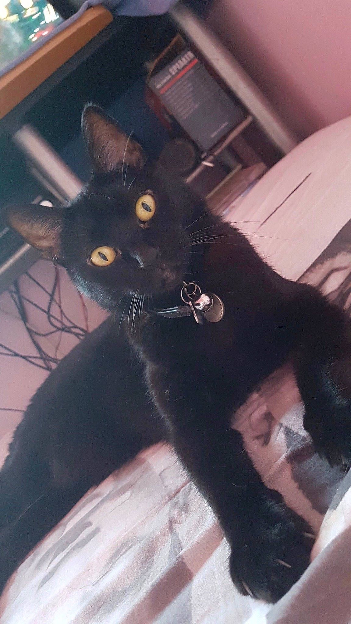 Night a rejoint le concours — aidez-le/la à gagner de superbes lots ! black, black_cat, bombay, carnivore, cat, felidae, fur, small_to_medium_sized_cats, tail, whiskers