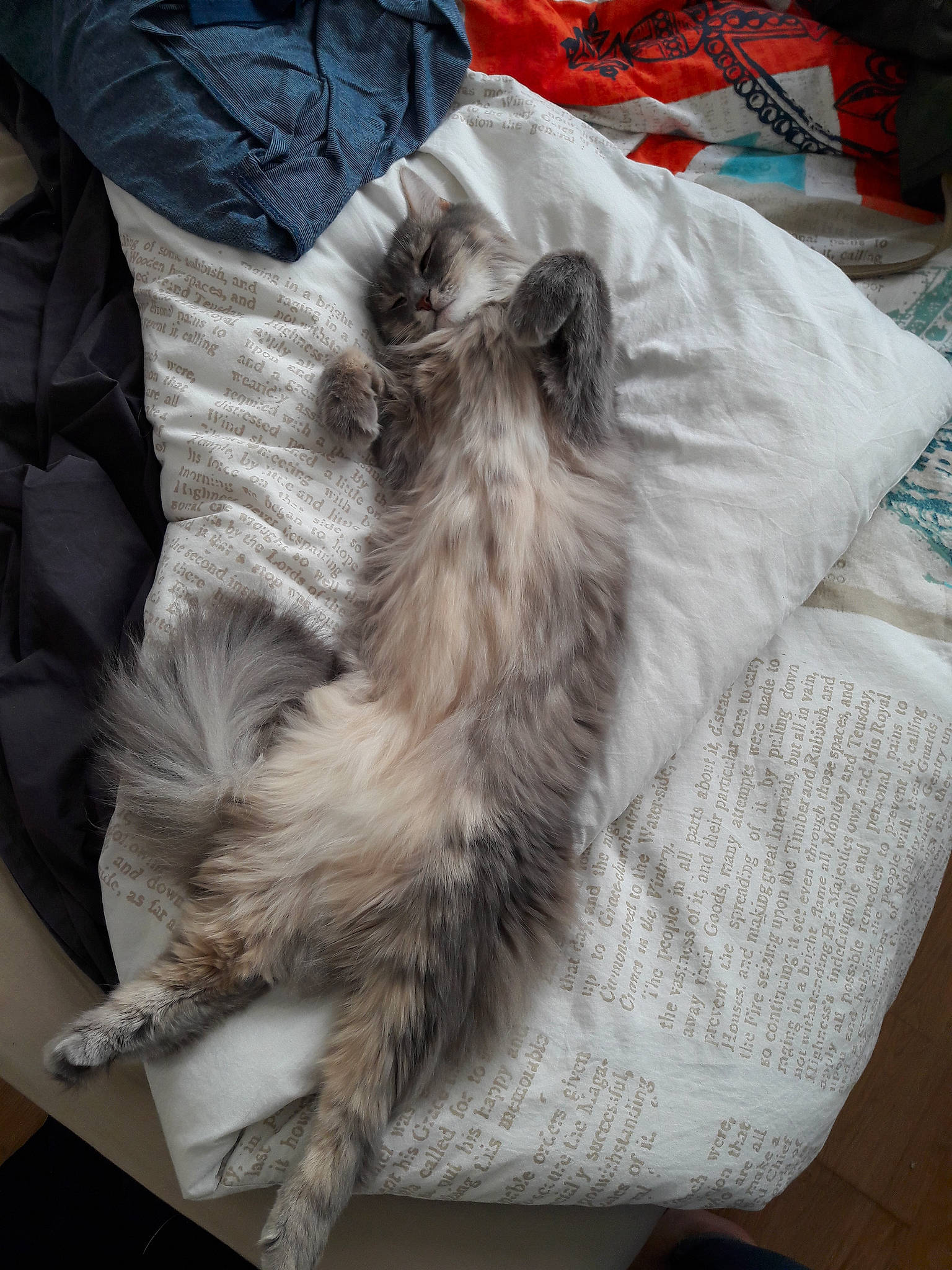 Gun a rejoint le concours — aidez-le/la à gagner de superbes lots ! carnivoran, cat, cat_like_mammal, fur, mammal, norwegian_forest_cat, small_to_medium_sized_cats, vertebrate, whiskers