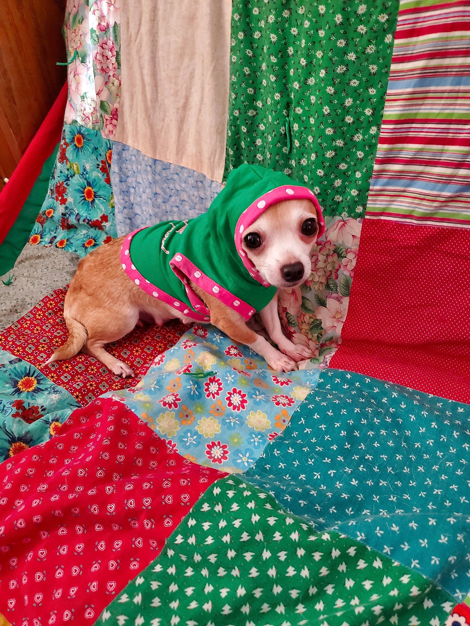 Honey joined the competition — help win amazing prizes! canidae, carnivore, companion_dog, design, dog, dog_breed, fawn, green, linens, pattern, polka_dot, quilt, sporting_group, textile