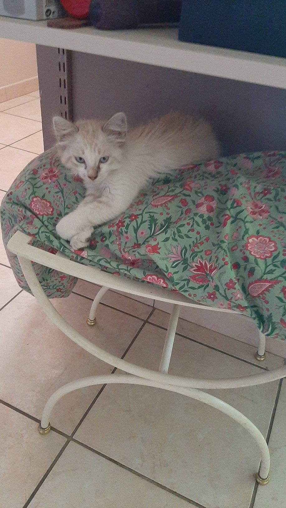 Snow a rejoint le concours — aidez-le/la à gagner de superbes lots ! asian, burmilla, carnivore, cat, domestic_short_haired_cat, european_shorthair, felidae, kitten, mammal, persian, ragamuffin, small_to_medium_sized_cats, tail, turkish_angora, turkish_van, whiskers