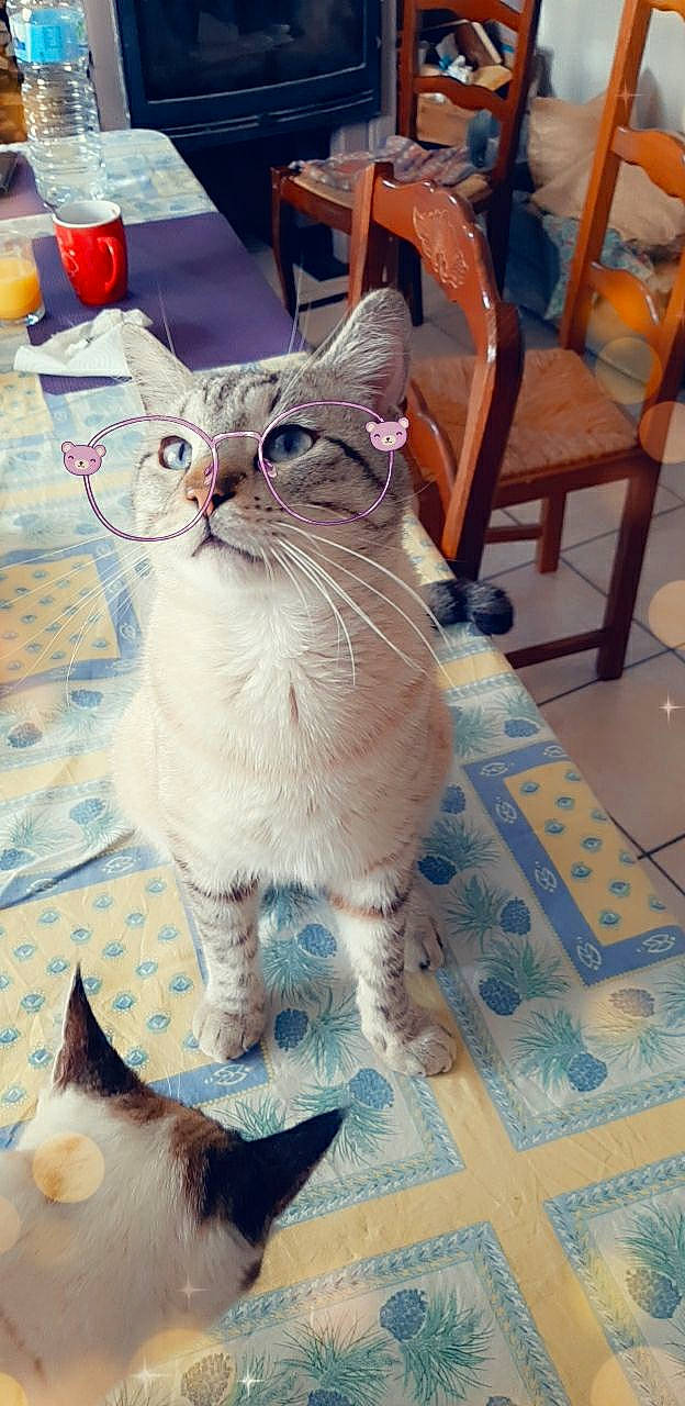 Cookies a rejoint le concours — aidez-le/la à gagner de superbes lots ! aegean_cat, american_wirehair, asian, australian_mist, burmilla, carnivore, cat, colorpoint_shorthair, domestic_short_haired_cat, european_shorthair, fawn, felidae, kitten, mammal, ojos_azules, small_to_medium_sized_cats, tail, thai, vertebrate, whiskers