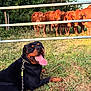 Valko a rejoint le concours — aidez-le/la à gagner de superbes lots ! animals, black_dog, brown_cows, cows, curious, dog, farm, fence, field, grass, happy, leash, mammals, nature, outdoor, pets, resting, rottweiler, sunlight, tongue_out
