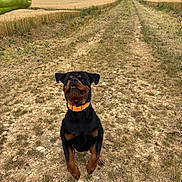 Valko participe au concours pour gagner de l'argent avec cette photo : animal, canine, cloudy_sky, dirt_path, dog, energetic, field, grass, happy, jumping, landscape, nature, orange_collar, outdoor, pet, playful, rottweiler, rural, summer, toy