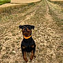 animal, canine, cloudy_sky, dirt_path, dog, energetic, field, grass, happy, jumping, landscape, nature, orange_collar, outdoor, pet, playful, rottweiler, rural, summer, toy