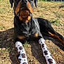 Valko participe au concours pour gagner de l'argent avec cette photo : animal, black_and_tan, canine, close_up, cute, dog, expression, fashion, funny, grass, ground, lying_down, nature, outdoor, paw_print, pet, portrait, rottweiler, socks, sunlight