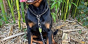 Valko a rejoint le concours — aidez-le/la à gagner de superbes lots ! animal, bamboo, black_and_tan, canine, collar, dog, eyes, fur, greenery, ground, happy, leash, nature, outdoor, paw, pet, rottweiler, sitting, snout, tongue_out