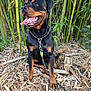 animal, bamboo, black_and_tan, canine, collar, dog, eyes, fur, greenery, ground, happy, leash, nature, outdoor, paw, pet, rottweiler, sitting, snout, tongue_out